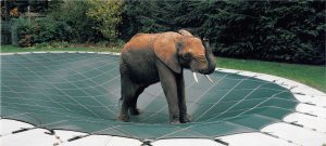 elephant standing on pool safety cover